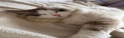 Ragdoll cats for sale: Unfortunate rehoming - Advert 6