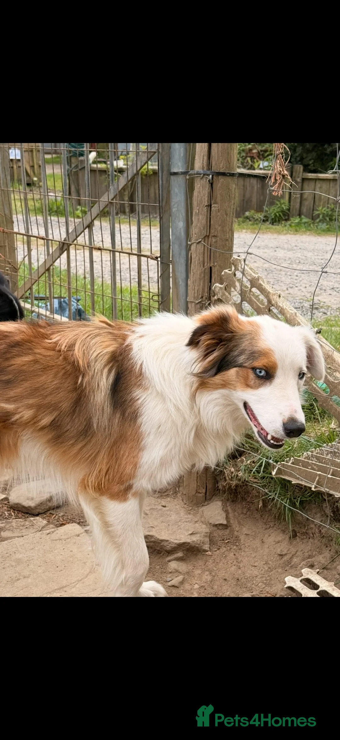 Welsh Collie dogs for sale: Welsh collie  - Advert 1
