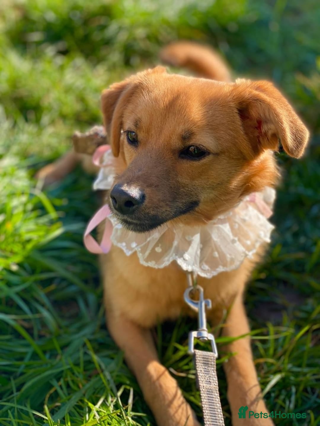 Mixed Breed dogs for adoption: 💖🐶 PENNY 🐶💖 - Advert 2