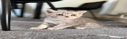 British Shorthair cats for sale: 🐾 3 adorable kittens looking for loving homes! 🐾 - Advert 3