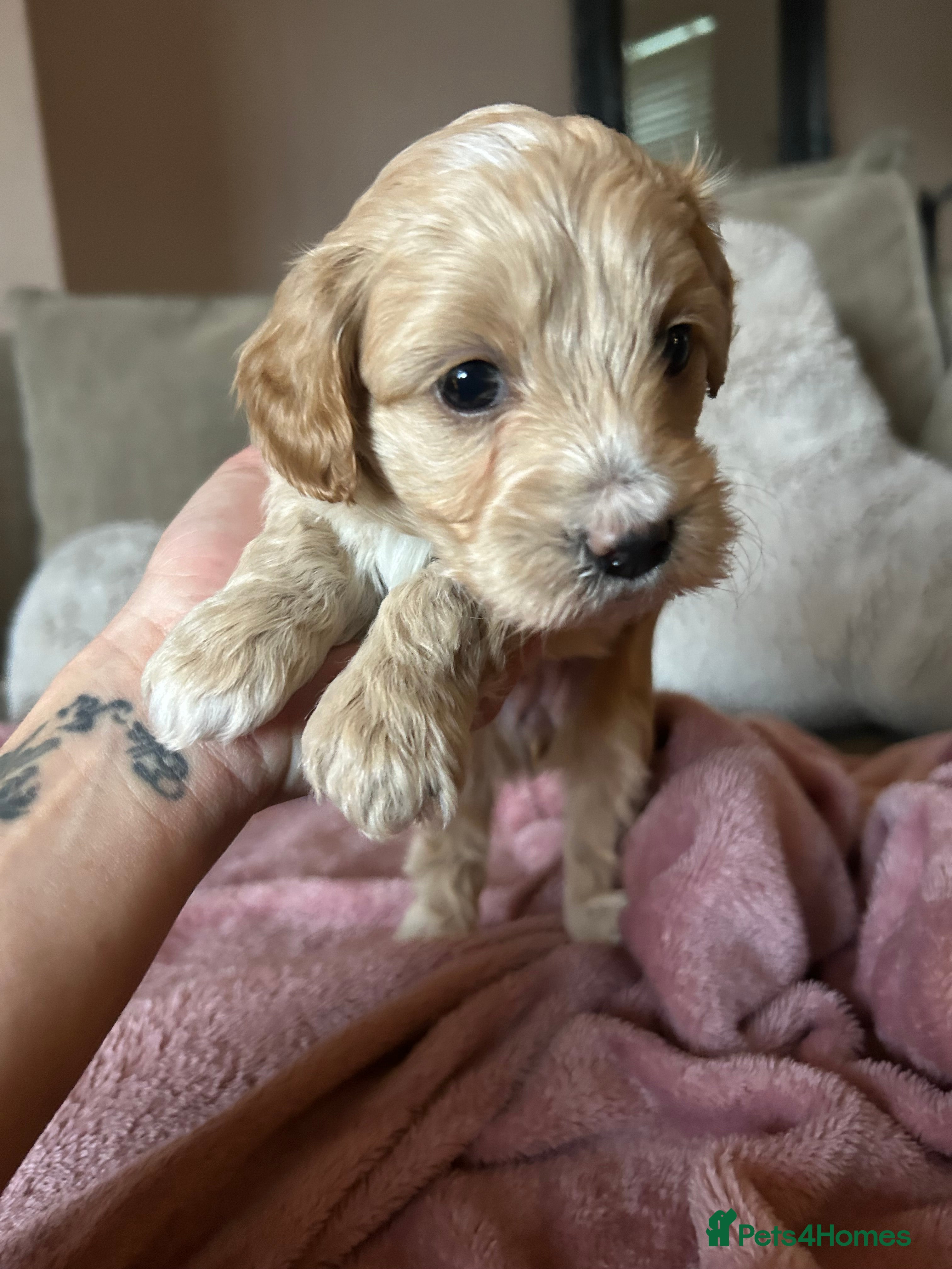 Maltipoo dogs Stunning maltipoos  - Advert 4