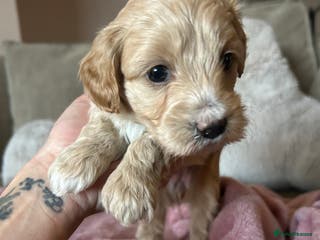 Maltipoo dogs Stunning maltipoos - Advert 2