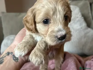 Maltipoo dogs Stunning maltipoos 😍😍 2 left! ❤️ - Advert 9