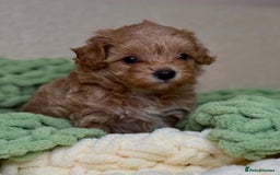 Maltipoo dogs for sale: Beautiful Toy Maltipoo Puppies - Image 15