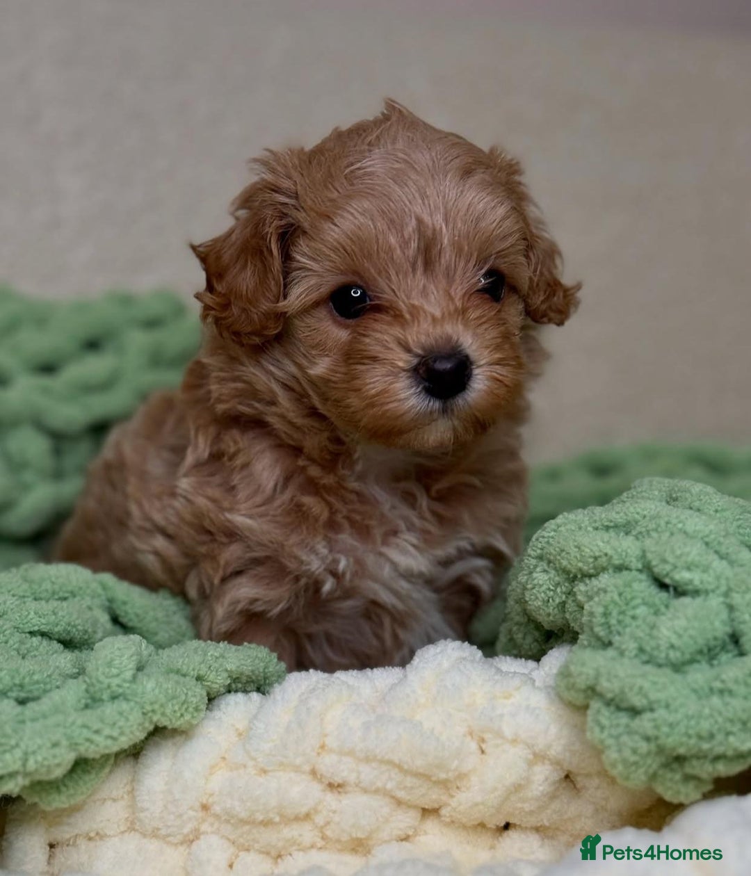 Maltipoo dogs for sale: Beautiful Toy Maltipoo Puppies - Image 15