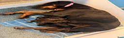 Dobermann dogs for sale: Beautiful Doberman Puppies for sale  in Spalding - Advert 15
