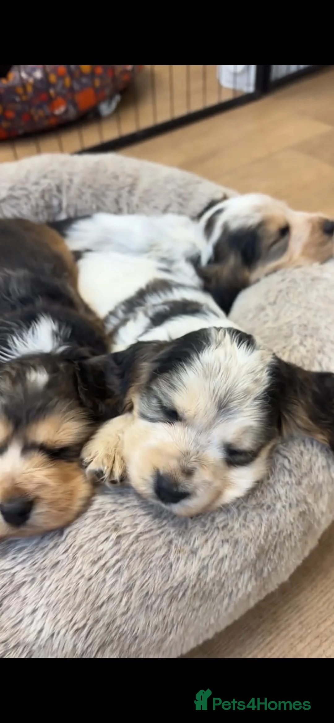 Cocker Spaniel dogs for sale: 🤎 LAST show cocker spaniel🤎 - Advert 2