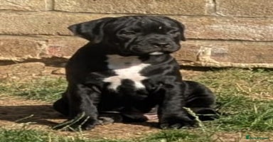 Staffordshire Bull Terrier dogs - Advert 6