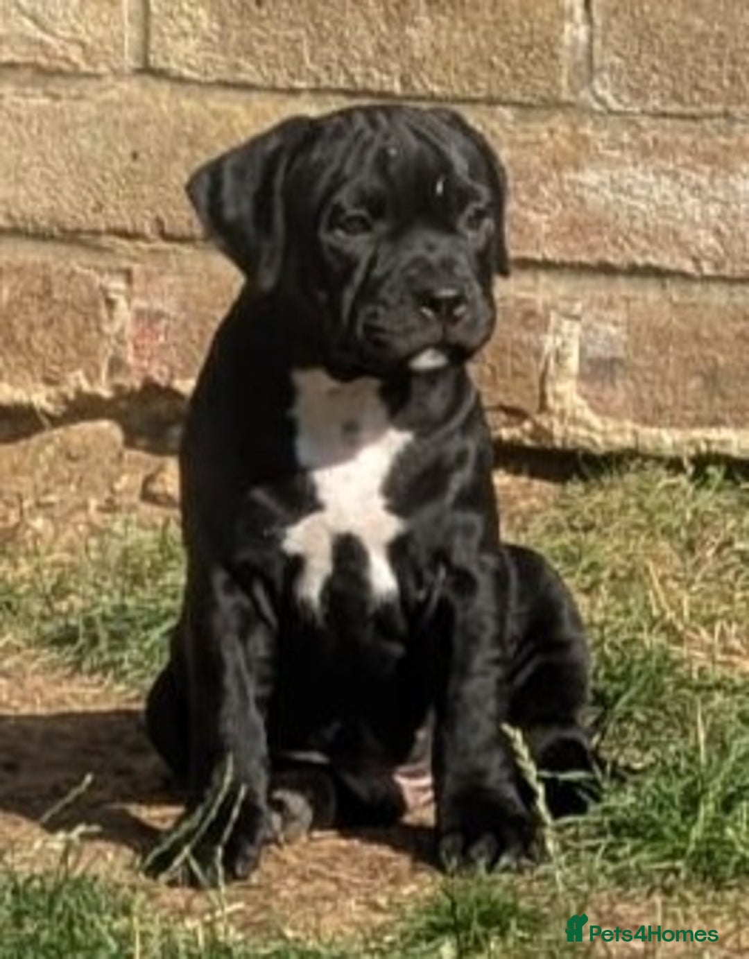 Staffordshire Bull Terrier dogs for sale: Champion Bred - Staffordshire Bull Terrier Puppies - Image 3