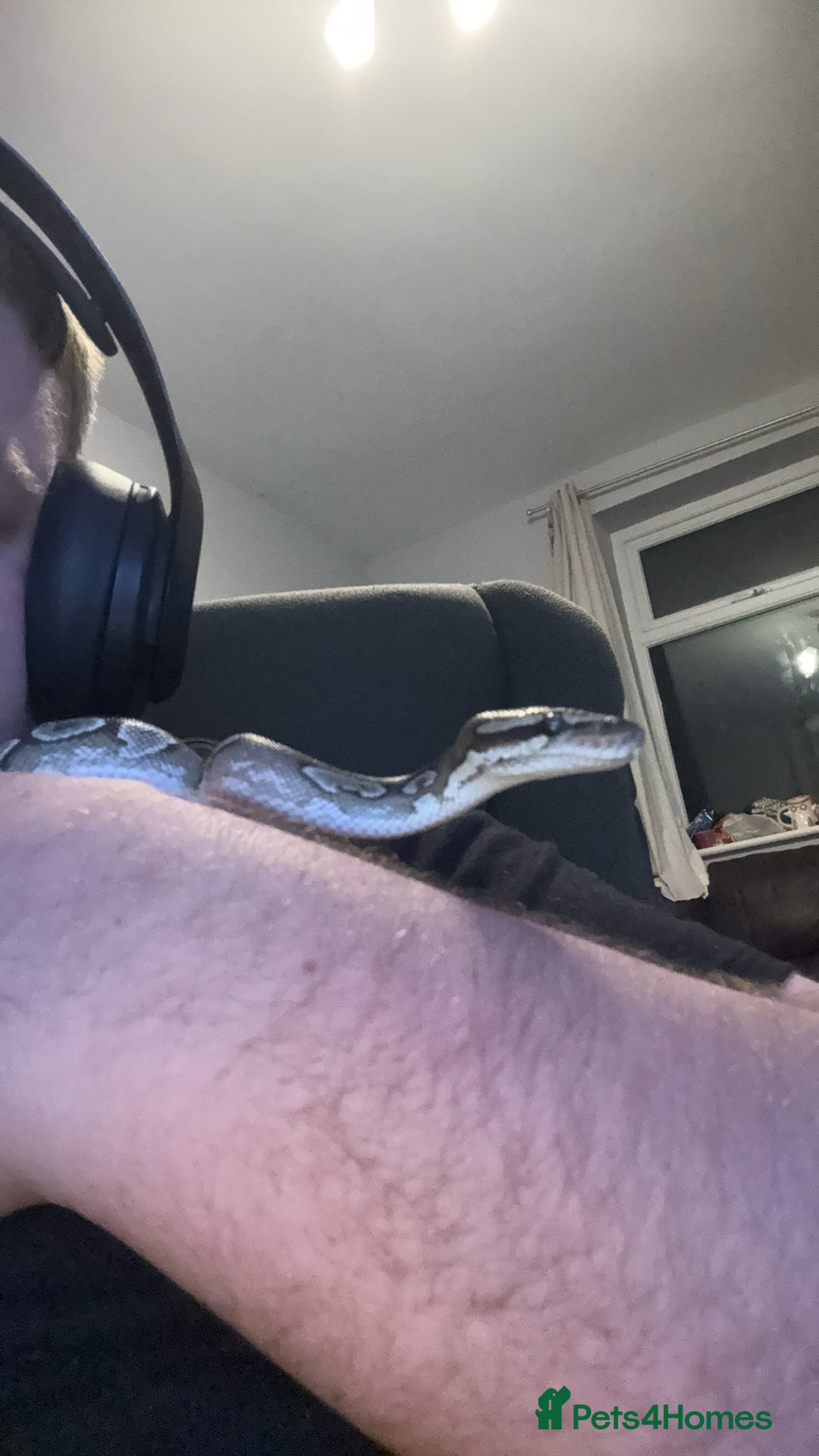 Python Snake reptiles for sale: Dottie the  ball python  - Advert 5