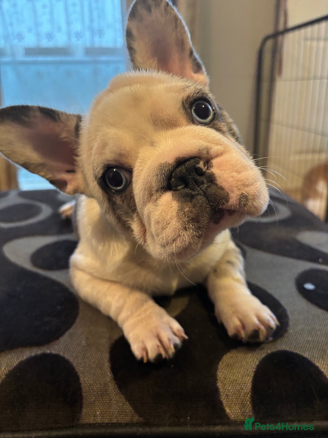 French Bulldog dogs for sale: French bulldog puppies  - Advert 11