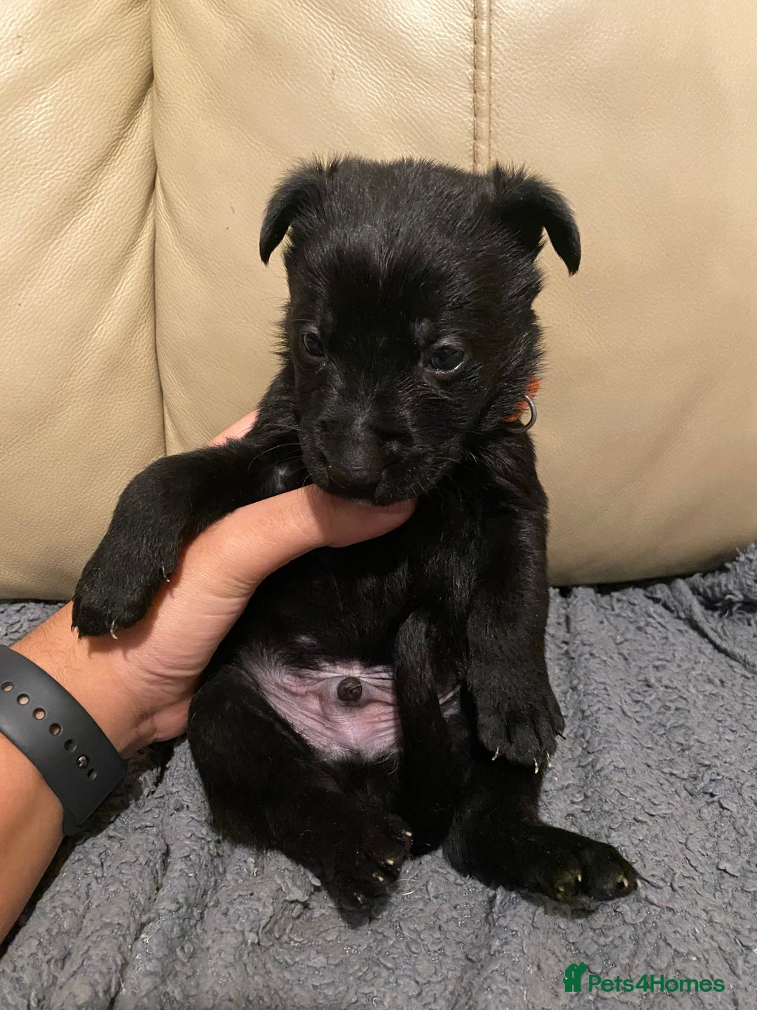 Belgian Shepherd Dog dogs for sale: Belgian Malinois puppies - Advert 7