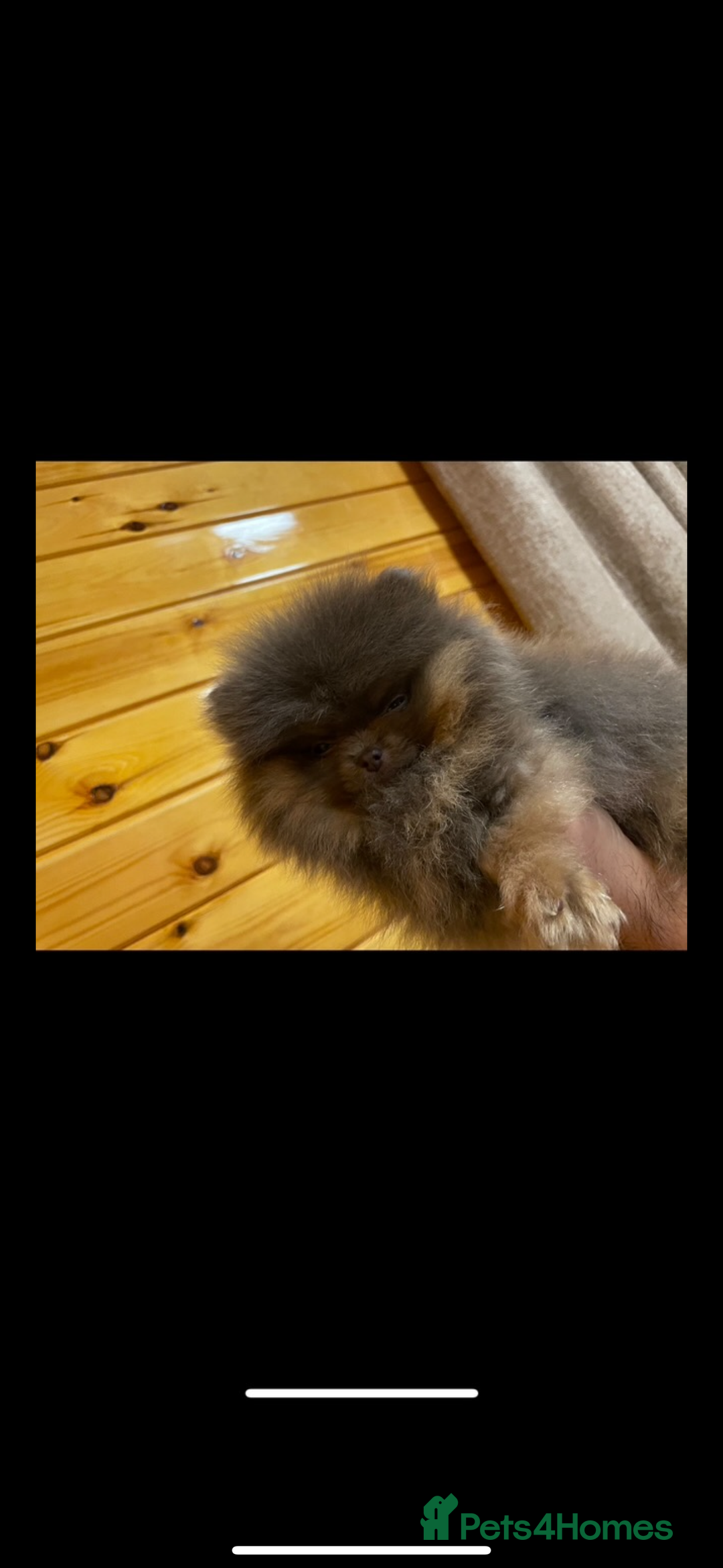 Pomeranian dogs for stud: Pomeranian stud Gypsy king  - Image 3