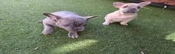 French Bulldog dogs for sale: Beautiful blue french bulldogs puppies  - Advert 8