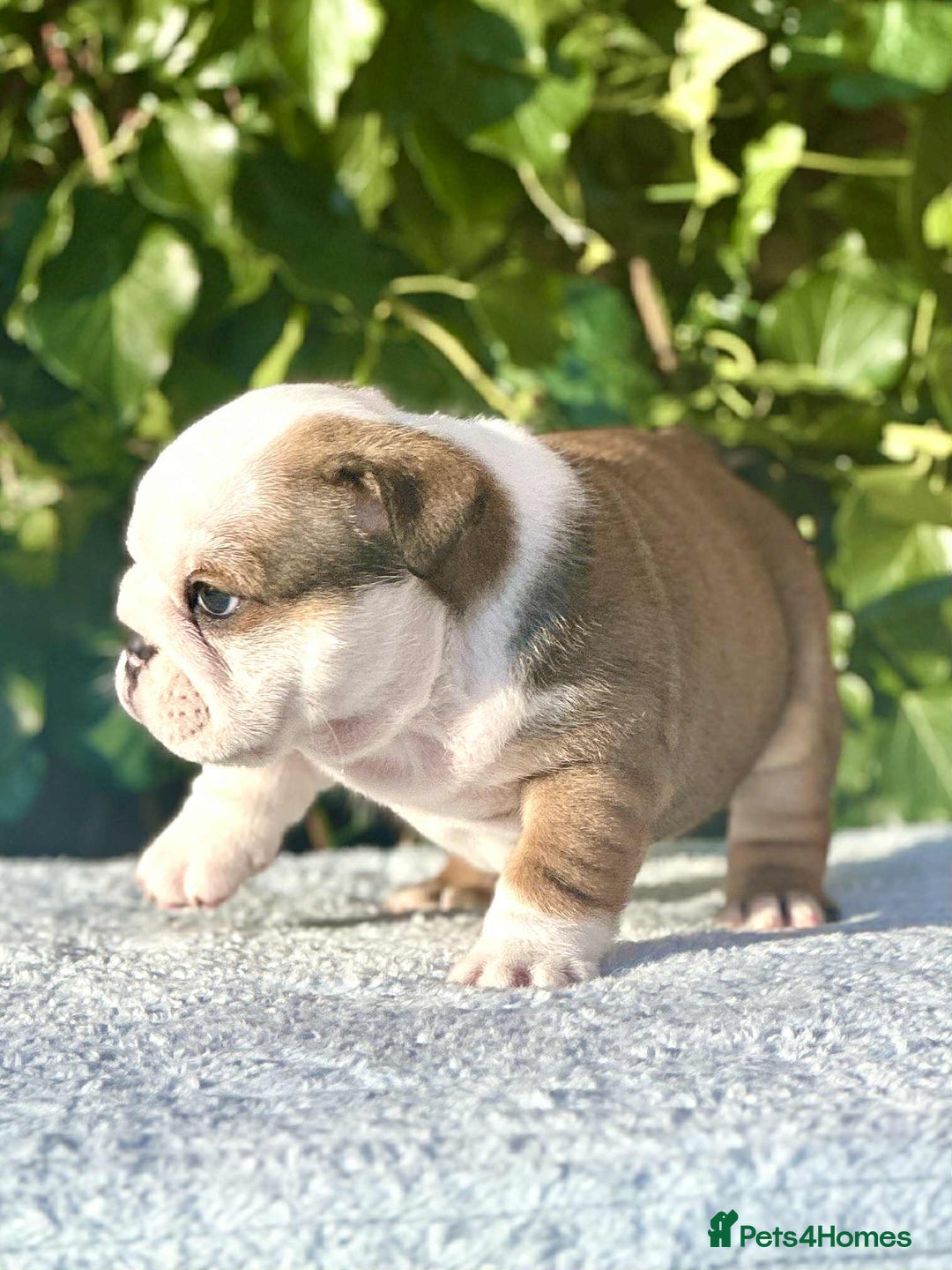 English Bulldog dogs for sale: ** PUREBRED STANDARD COLOUR BULLDOG PUPPIES** - Advert 12