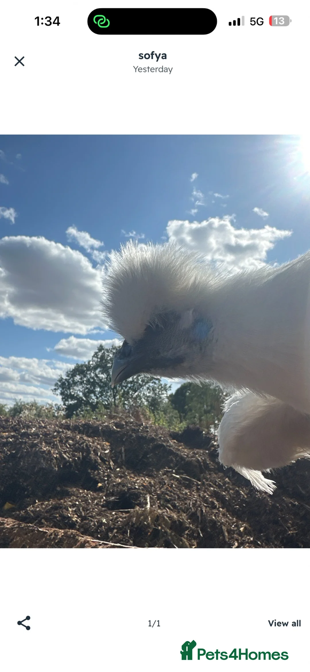 Hens poultry for sale: Beautiful hen,s for rehoming  - Advert 1