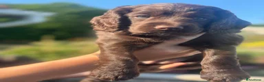 Cocker Spaniel 4