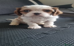 Cavalier King Charles Spaniel dogs for sale: Cavaliers King Charles spaniels - Image 29