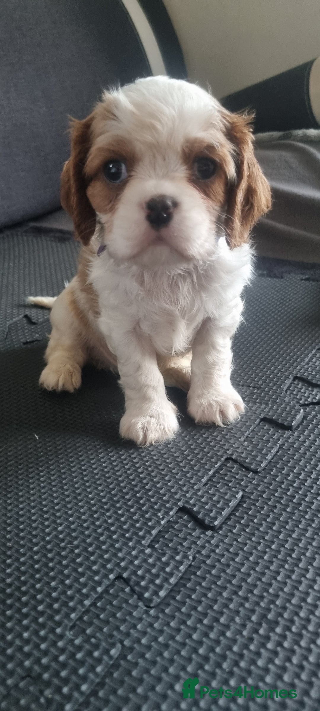 Cavalier King Charles Spaniel dogs for sale: Cavaliers King Charles spaniels - Image 29