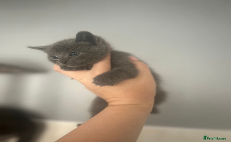 Mixed Breed cats - Advert 9