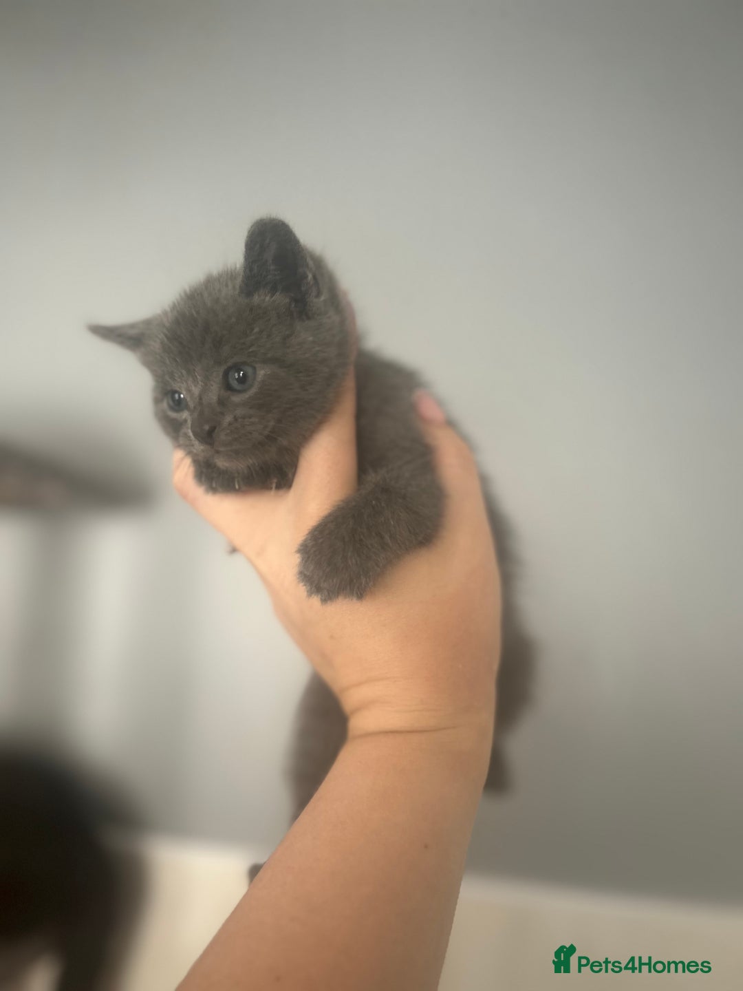 Mixed Breed cats for sale: 5 lovely playful kittens available  - Image 1