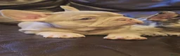French Bulldog dogs for sale: Probably the best litter of Frenchies in the UK - Advert 26