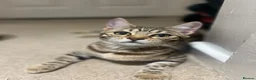 Bengal cats for sale: REDUCED Two Bengals READY for their forever homes  - Advert 7