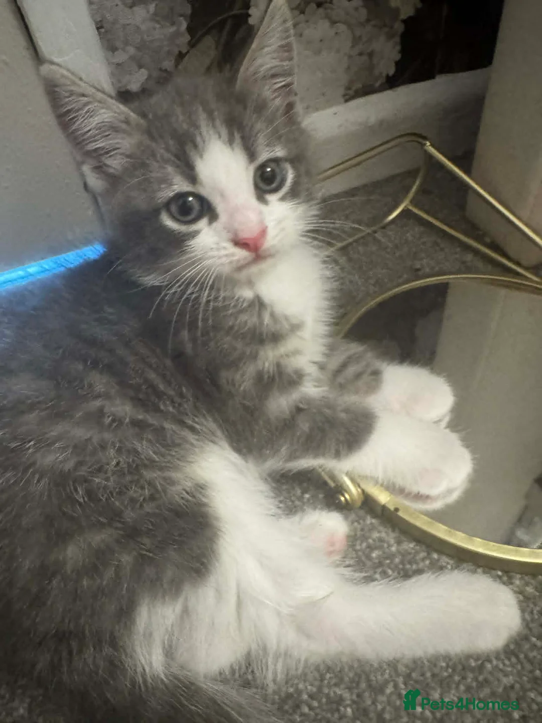 Mixed Breed cats for sale: HALF RAG DOLLS in Plymouth - Advert 2