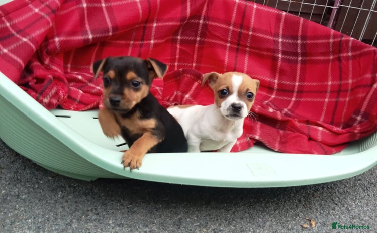 Jack Russell dogs - Advert 5