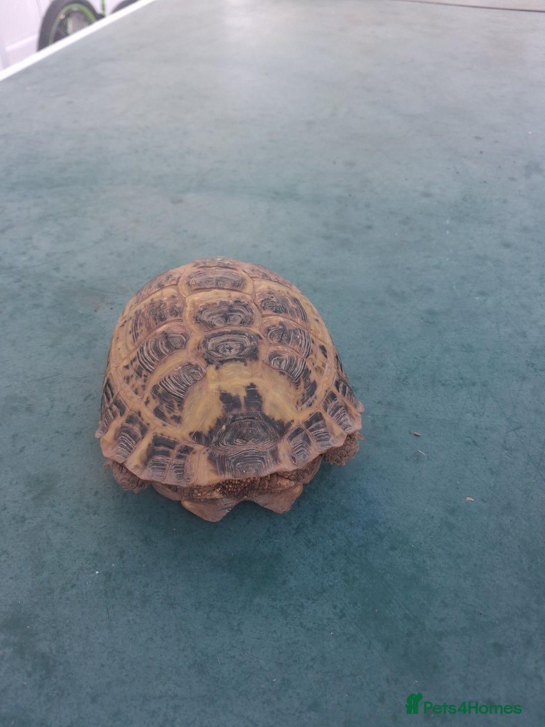 Tortoise reptiles for sale: Tortice for sale- does not hibernate - Advert 3