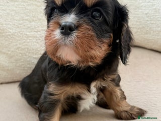Cavalier King Charles Spaniel dogs Health Tested, beautiful KC Cavalier Puppies. - Advert 5