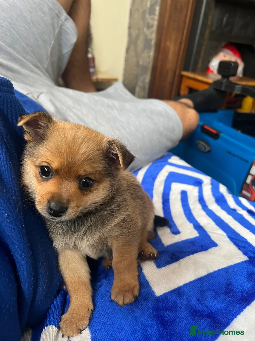 Pomchi dogs for sale: One boy left  - Advert 1