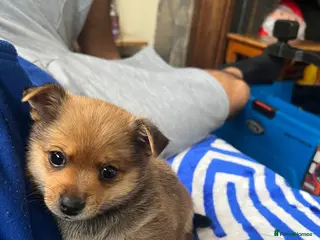 Pomchi dogs One boy left - Advert 1