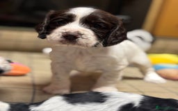 Cocker Spaniel dogs for sale: Gorgeous Blue Roan Cocker Spaniel Puppies  - Image 6