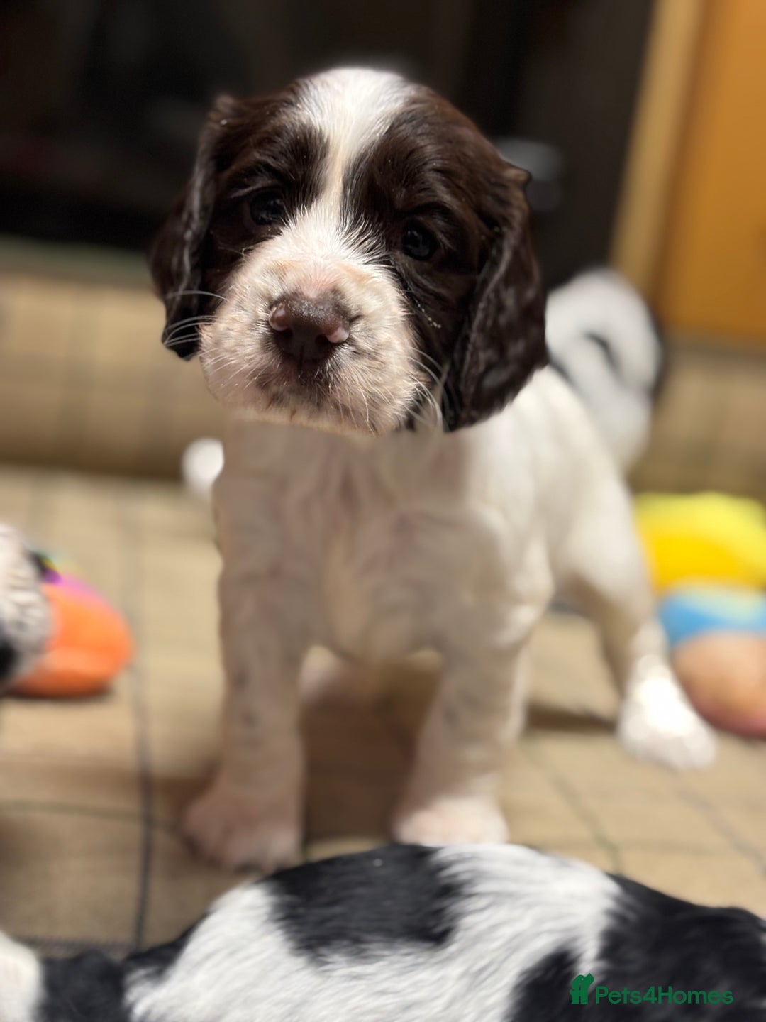 Cocker Spaniel dogs for sale: Gorgeous Blue Roan Cocker Spaniel Puppies  - Image 6
