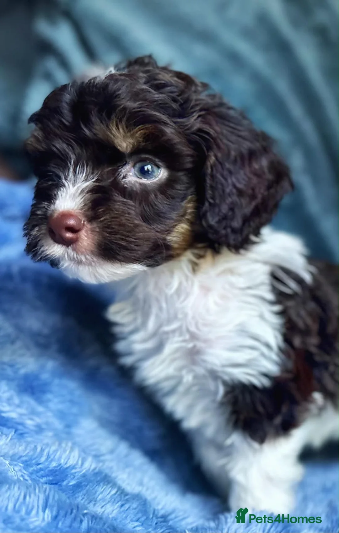 Cockapoo dogs for sale: Tiny Toy Roan and Merle Cockapoos - Advert 2