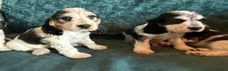 Cocker Spaniel dogs for sale: Amazing 5 Star KC Show Cocker Spaniels - Advert 18