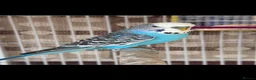Budgerigars birds for sale: Budgies  in Stockport - Advert 2