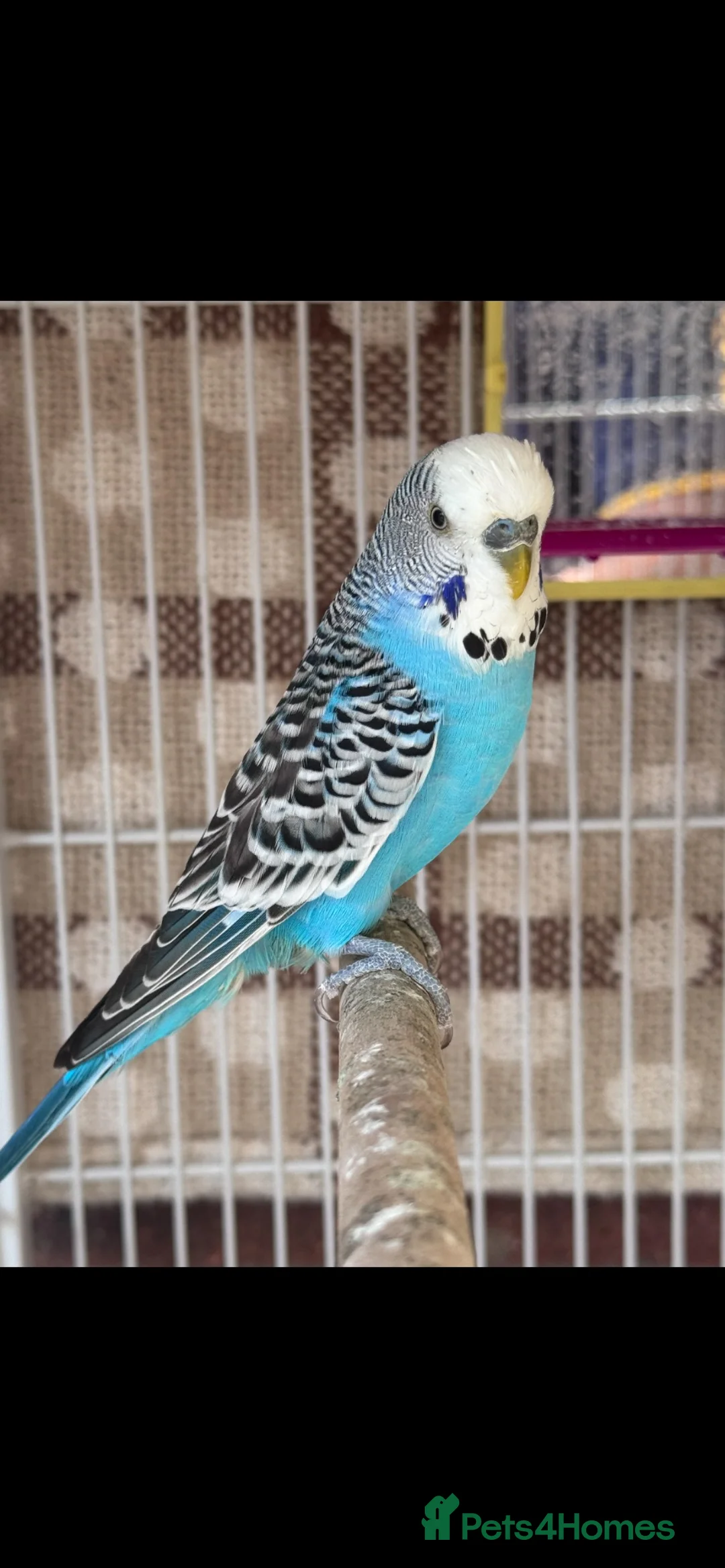 Budgerigars birds for sale: Budgies  in Stockport - Advert 2