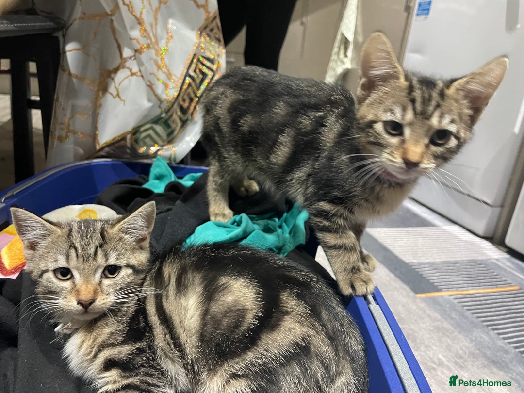 Mixed Breed cats for sale: 6 friendly tabby kittens - Image 22