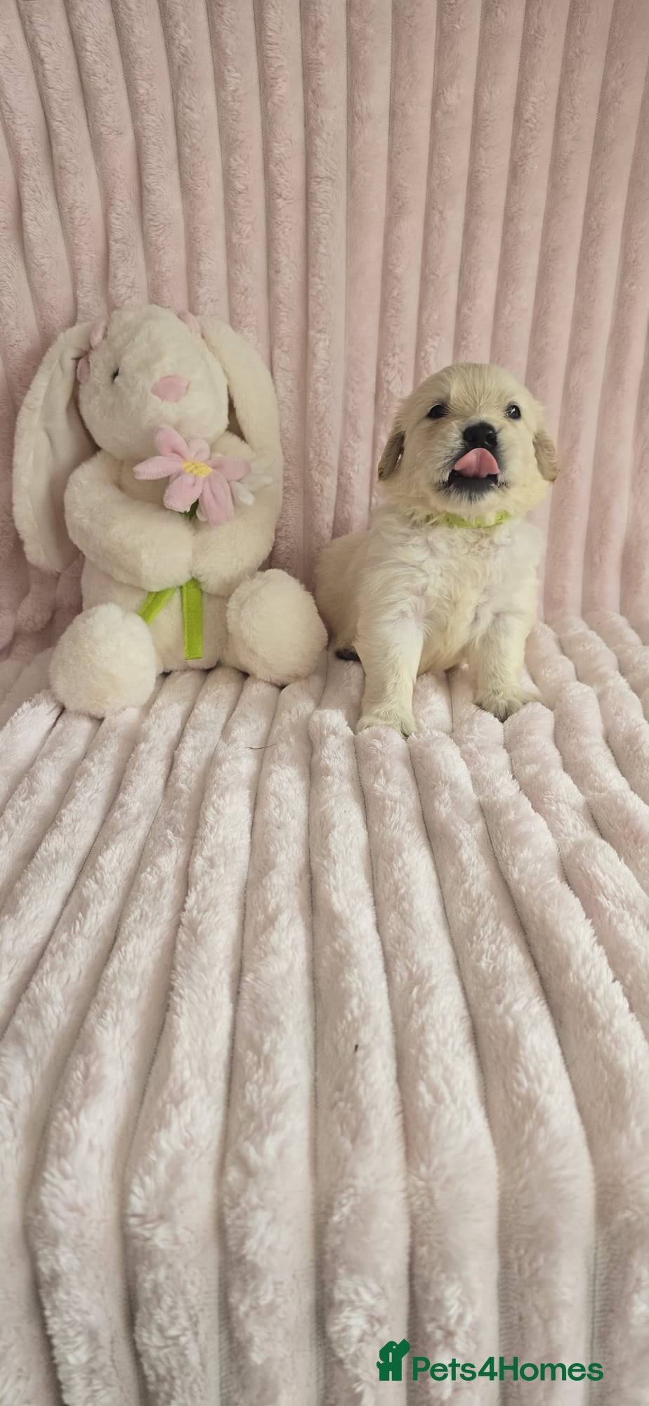 Golden Retriever dogs KC Registered Showline Golden Retriever Puppies - Advert 11