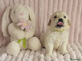 Golden Retriever dogs KC Registered Showline Golden Retriever Puppies - Advert 11