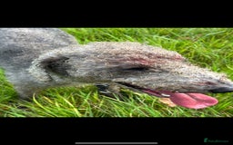 Bedlington Terrier dogs for stud: Bedlington terrier for stud in Barnsley - Image 12