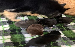 German Shepherd dogs for sale: Outstanding litter KC Reg German Shepherd puppies - Image 7