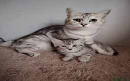 British Shorthair cats for sale: Gorgeous female BSH kitten - Image 3