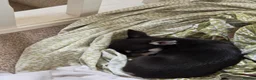Chihuahua dogs for sale:  Beautiful tricoloured puppy in Bridgend - Advert 3