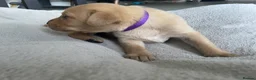 Labrador Retriever dogs for sale: 🦊❤️ GORGEOUS FOX RED LAB PUPPIES 6 GIRLS & 1 BOY! - Advert 7