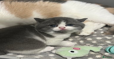 British Shorthair cats - Advert 5