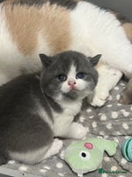 British Shorthair cats - Advert 13