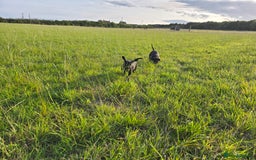 Mixed Breed dogs for sale: Exceptional Weimador pups  - Image 7
